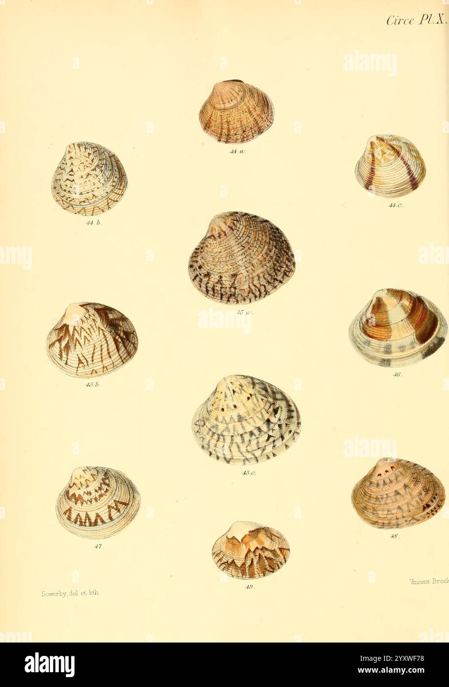 Shells feature detailed ridges hi-res stock photography and images - Alamy