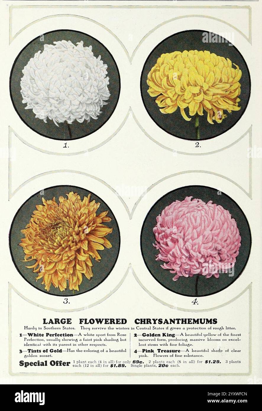 Treasure chrysanthemum garden stories tints hires stock photography