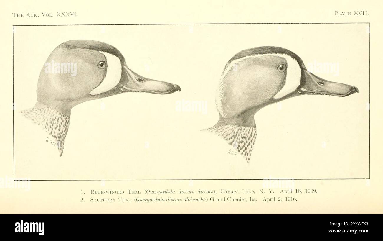 The Auk, Washington, D.C, American Ornithologists' Union, 1884, birds, periodicals,, The illustration showcases two detailed profiles of a bird’s head from a slight angle, emphasizing the distinct features of its beak and face. Each side presents a clear view of the bird's plumage, highlighting patterns and textures that contribute to its identification. The upper profile displays a more pronounced curvature of the beak, while the lower profile provides a different perspective, allowing for a comparative analysis of the bird's anatomy. Accompanying the illustration is a caption that references Stock Photo