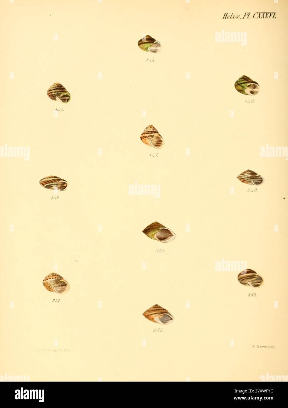 Collection of intricately detailed snail shells hi-res stock ...