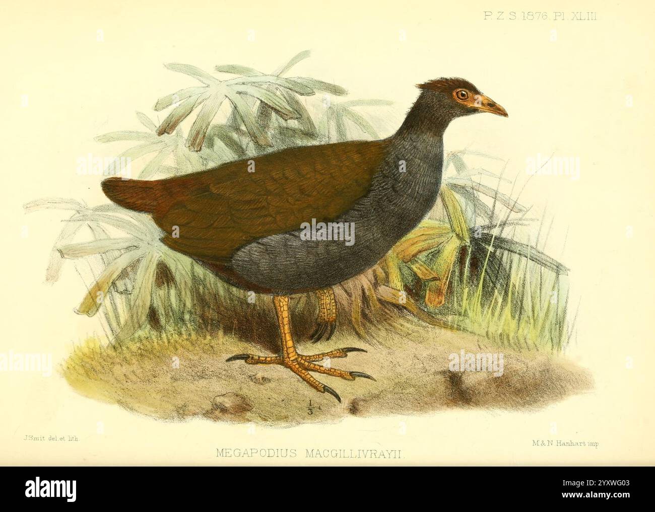 Obust Body Proceedings of the Zoological Society of London London Academic Press ...