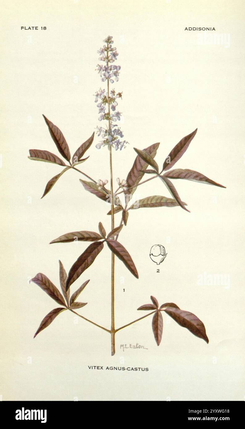 Addisonia New York New York Botanical Garden 1916-1964 Periodicals ...
