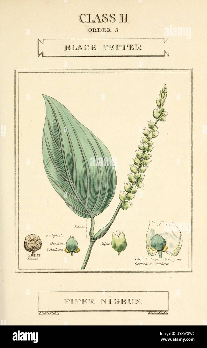 Elements of the Science of Botany, London, Printed by T. Bensley for J. Murray, 1812, Plants, Classification, Pictorial Works,, A botanical illustration depicting Piper nigrum, commonly known as black pepper. The artwork highlights the distinctive elongated green leaves with a smooth texture, alongside the flowering spike featuring small white blossoms. At the base, two fruiting capsules are illustrated: one green and unripe, the other a pale, opened form that reveals the seeds within. This piece is categorized under Class II, Order 3, and includes the scientific name along with the common nam Stock Photo