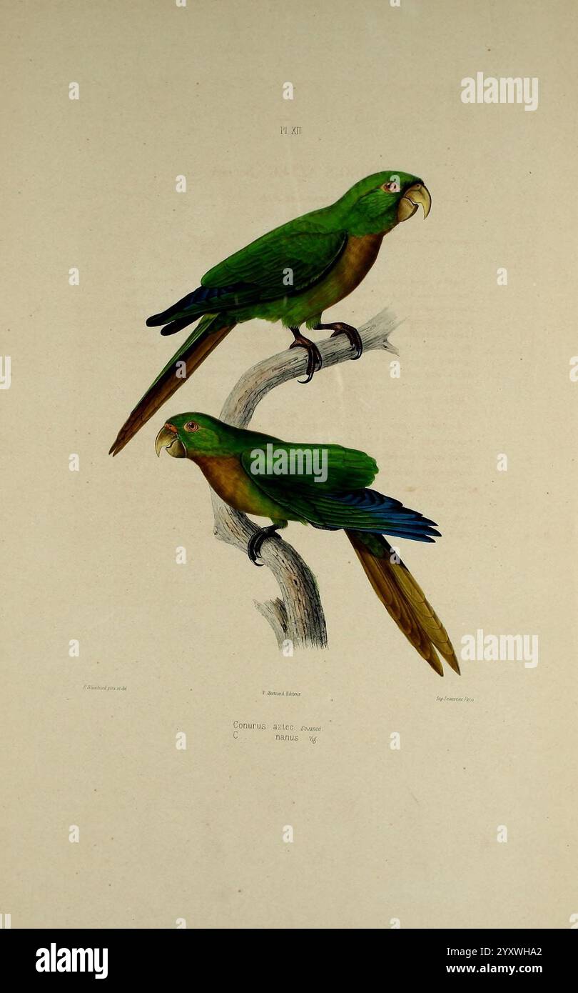 Iconographie des perroquets, Paris, P. Bertrand, 1857. bird, birds ...