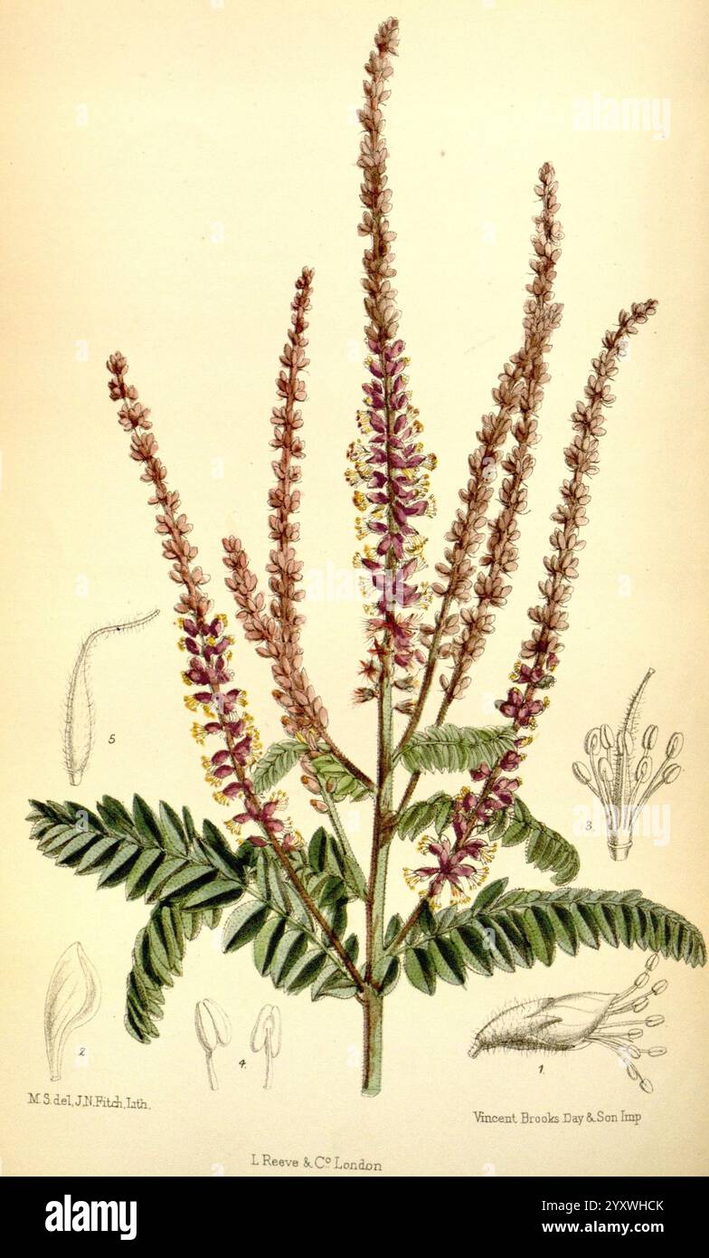 Science matilda smith amorphophallus canescens hi-res stock photography ...
