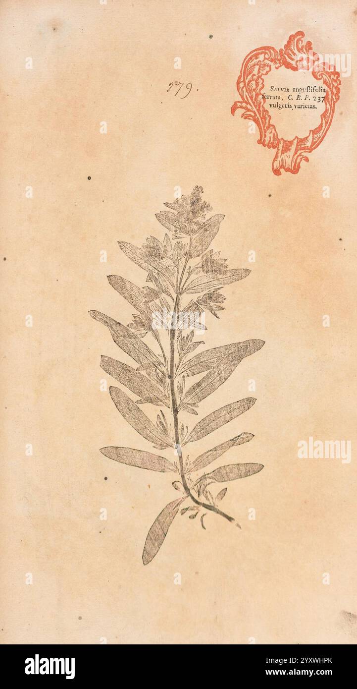 Ornate script includes hi-res stock photography and images - Alamy