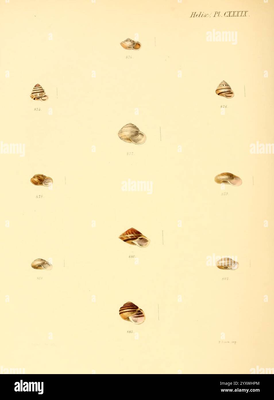 Conchologia Iconica, or Illustrations of the Shells of Molluscous ...