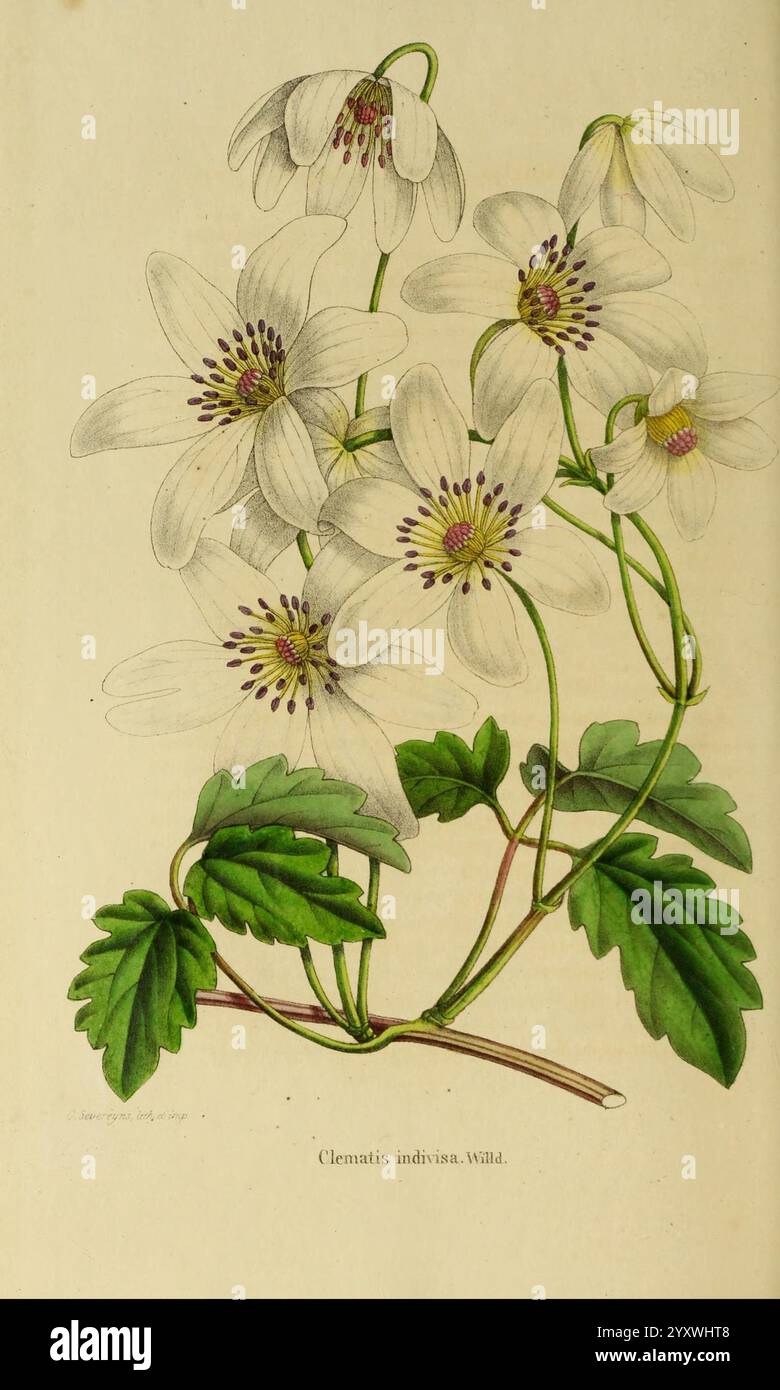 Annales de la Société royale d'agriculture et de botanique de Gand, Gand, Société royale d'agriculture et de botanique, 1845-1849, botany, horticulture, societies, flowers, Clematis indivisa, A delicate cluster of white flowers with slender petals, showcasing vibrant yellow and purple centers. These blossoms emerge from slender green stems adorned with lush, heart-shaped leaves. The composition highlights the natural beauty of the plant, emphasizing the intricate detailing of both the flowers and foliage, all elegantly arranged to create a harmonious display of nature's artistry. The botan Stock Photo