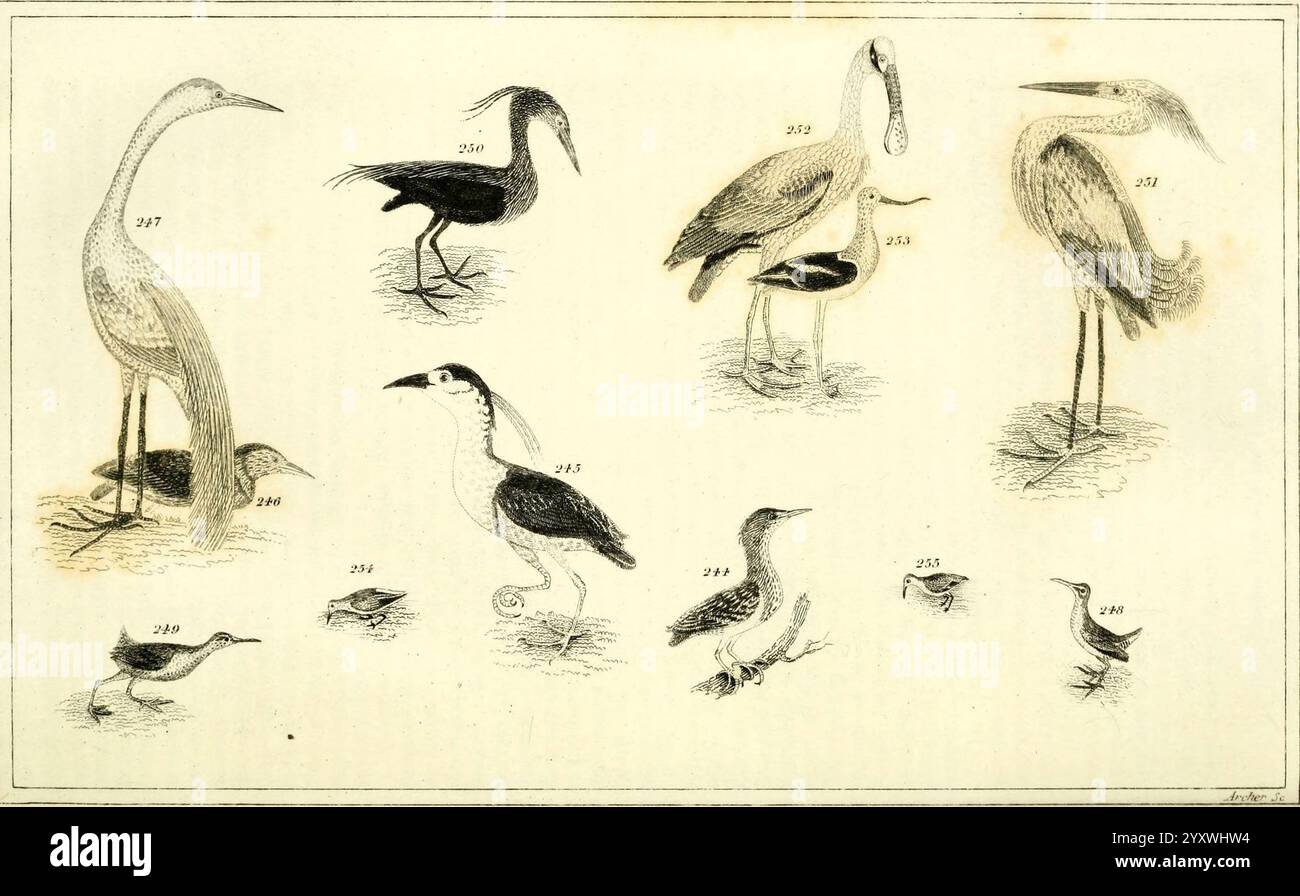 Most Streamlined Bird Wilson's, American, Ornithology, Boston, Otis, Broaders, and, Co, 1840 ...