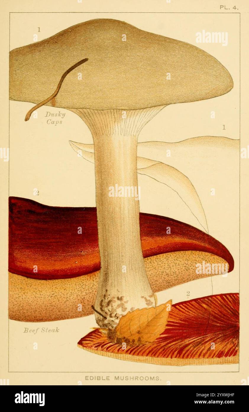 Robust Form Robust mushroom types hi-res stock photography and images - Alamy
