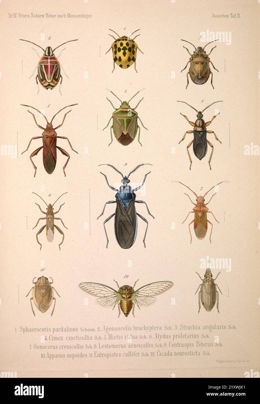 Row features variations hi-res stock photography and images - Alamy