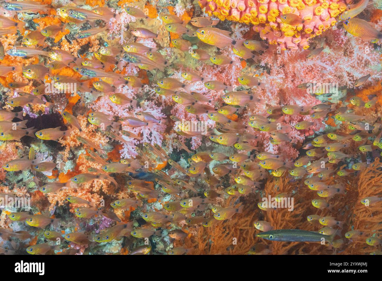 Golden sweeper Parapriacanthus ransonneti, Hard coral Tubastraea faulkneri, Narrowlined cardinalfish Archamia fucata, Soft coral Scleronephthya sp, Sp Stock Photo