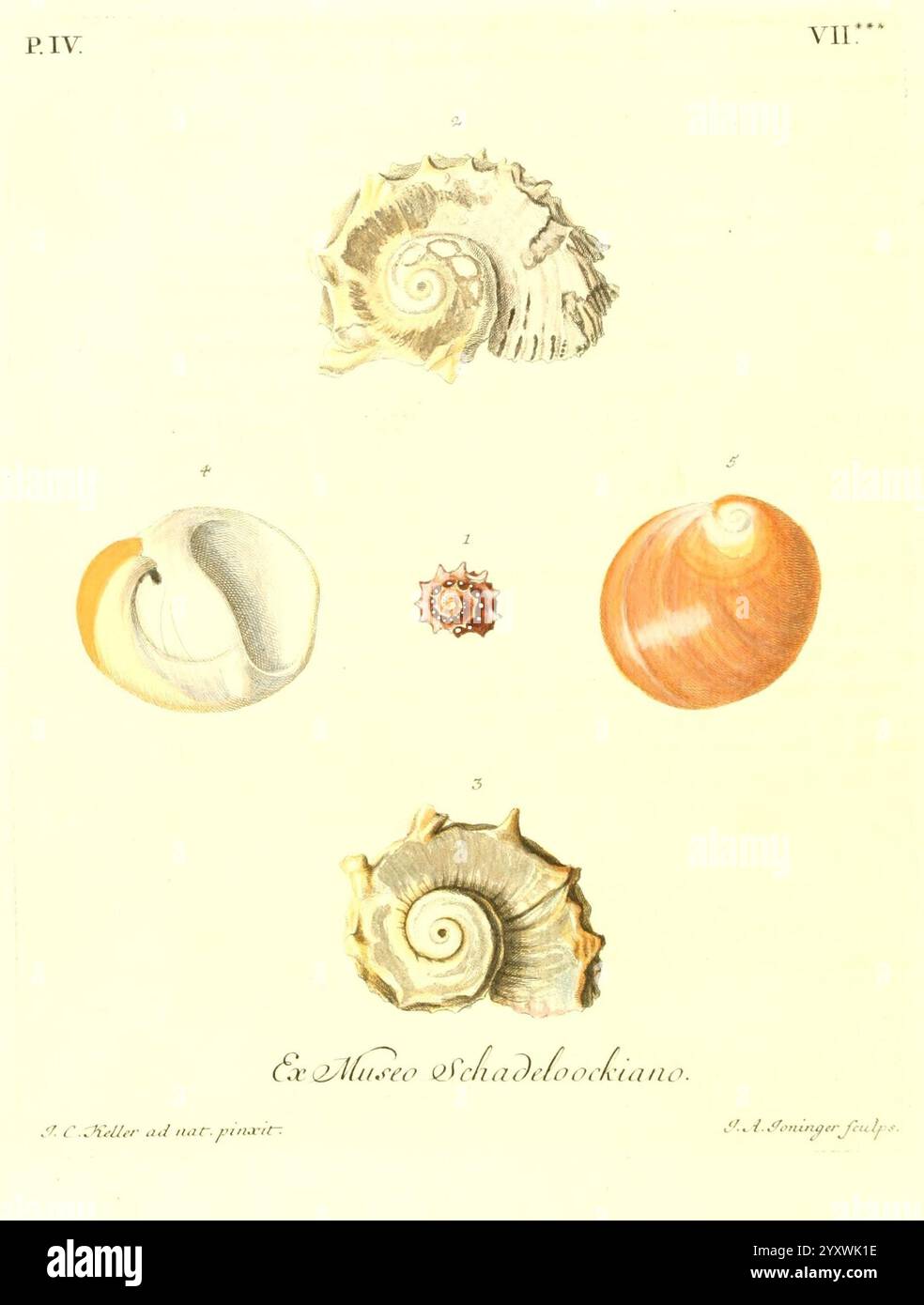 Bottom illustration reveals another shell hi-res stock photography and ...