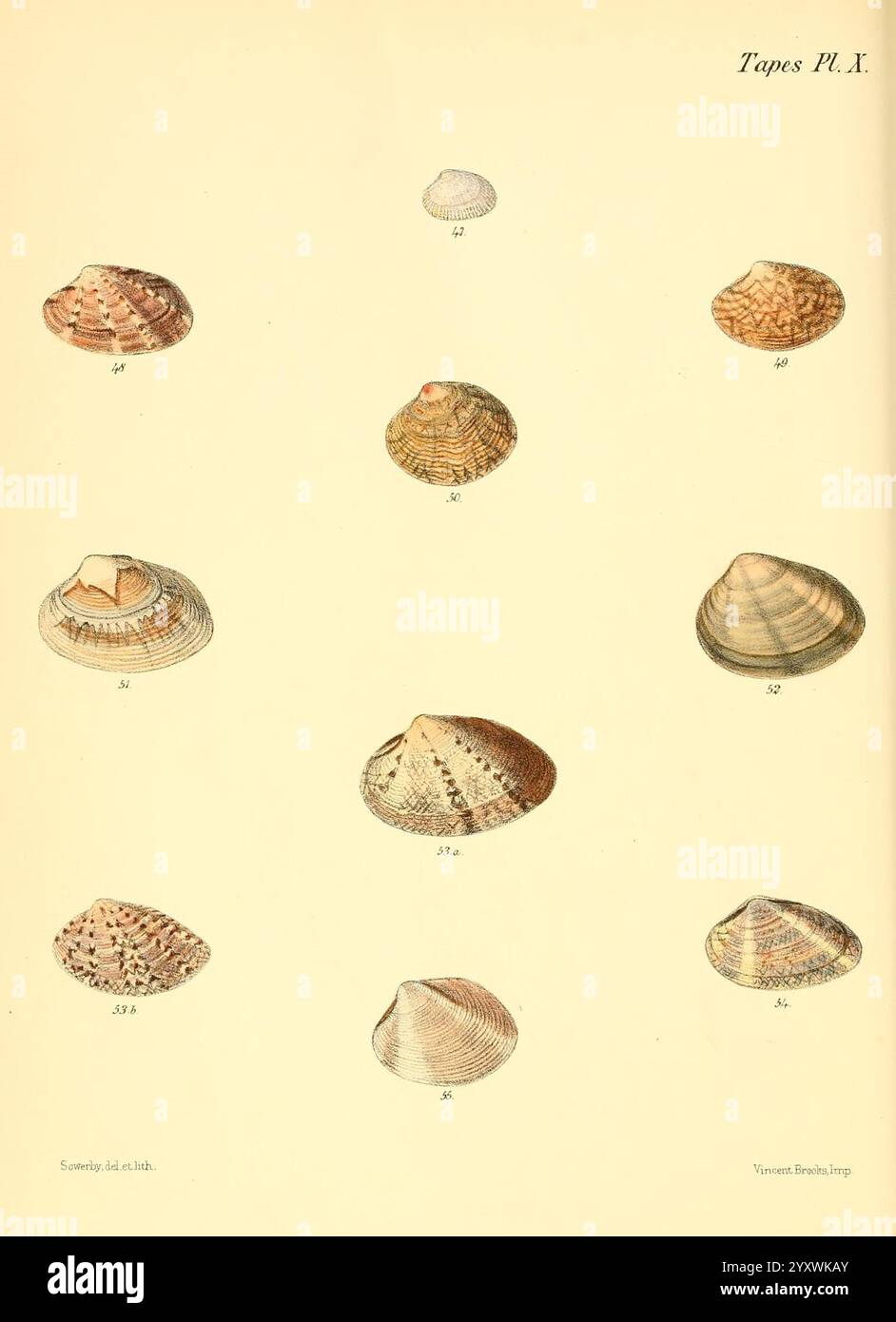 Top row presents three shells hi-res stock photography and images - Alamy
