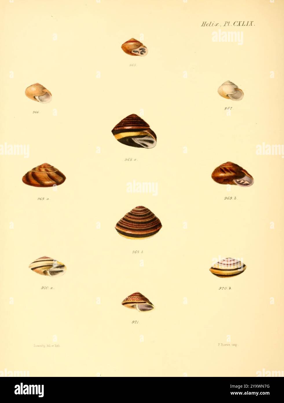 Conchologia Iconica, or Illustrations of the Shells of Molluscous ...