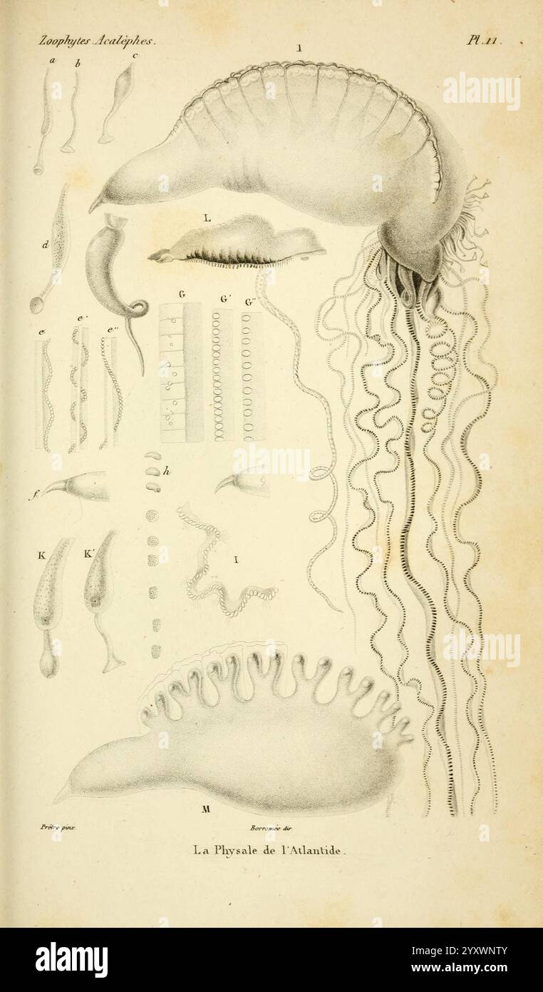 Anatomical exploration within hi-res stock photography and images - Alamy