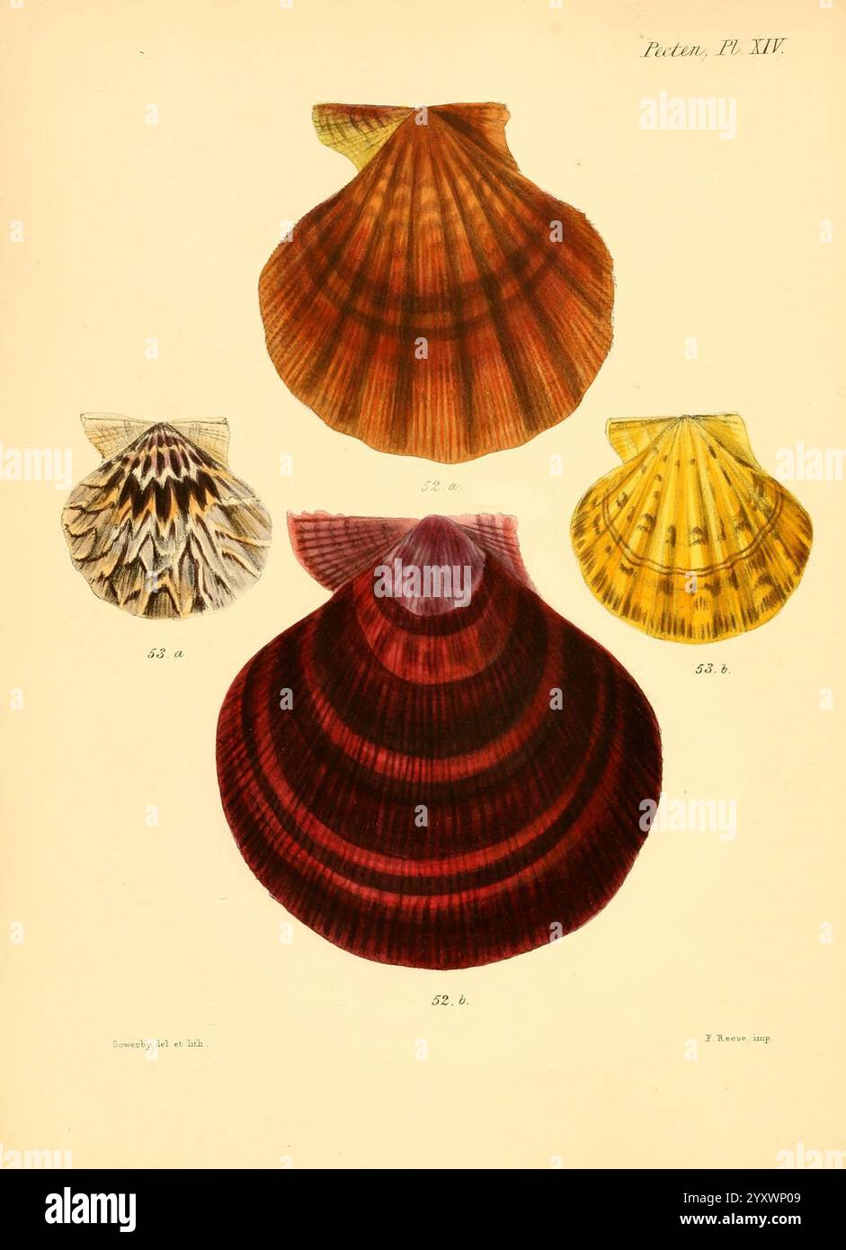 Bottom left showcases rich reddish tones hi-res stock photography and ...