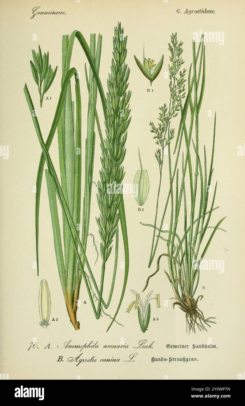 Flora von Deutschland, Österreich und der Schweiz. Gera, Zezschwitz, 1903-, plants, Germany, Austria, Switzerland, floras, Ammophila arenaria, Agrostis canina, This illustration showcases various species within the Gramineae family, commonly known as grasses. Prominently featured are detailed depictions of their leaves, flowers, and seed heads. The image labels two specific species: A. Anomophila arenaria (thin, elongated leaves with a delicate flowering structure) and B. Agrostis canina (characterized by its finer, softer grass blades and distinct flowering spikes). Each plant is rendered wit Stock Photo