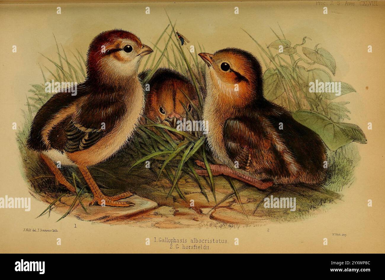Foreground features two chicks closely hi-res stock photography and ...