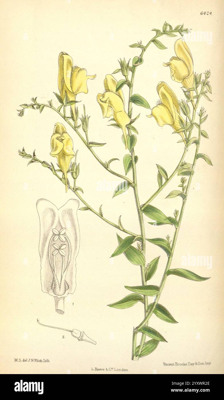 Science matilda smith linaria dalmatica taxonomy hi-res stock ...