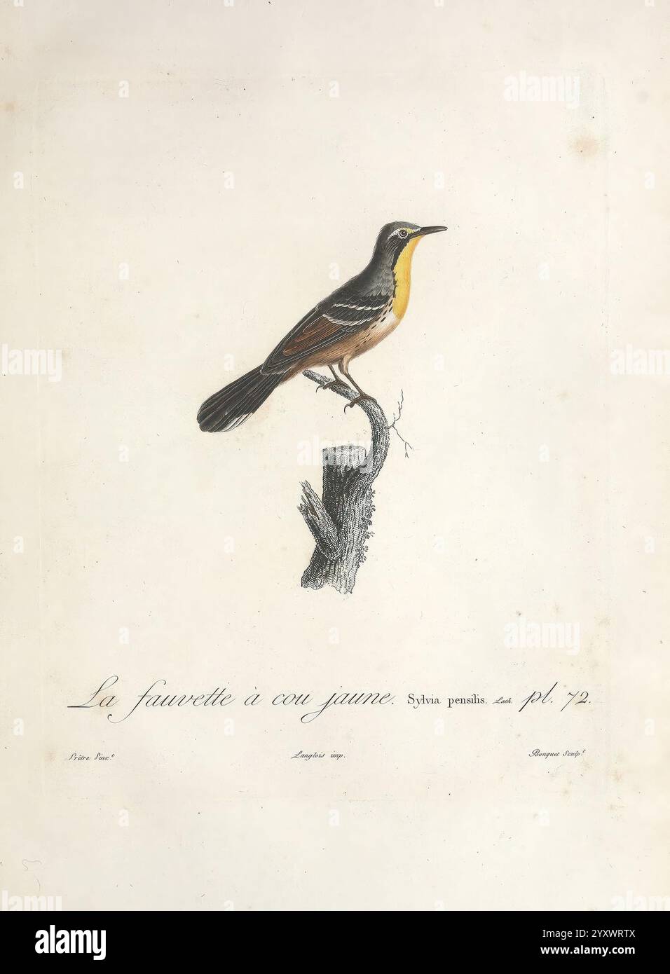 Histoire naturelle des oiseaux de l'Ame?rique Septentrionale, A Paris, Chez Desray, 1807, birds, North America, pictorial works., A beautifully illustrated portrayal of a singing bird perched on a weathered branch. The creature is characterized by its striking yellow throat and delicate feathers, showcasing intricate details that highlight its natural beauty. The title, ''La fauvette à cou jaune, ' suggests that the bird is a yellow-throated warbler, capturing the essence of this vibrant species. Underneath the artwork, the names of the artist and engraver are noted, adding a touch of historic Stock Photo