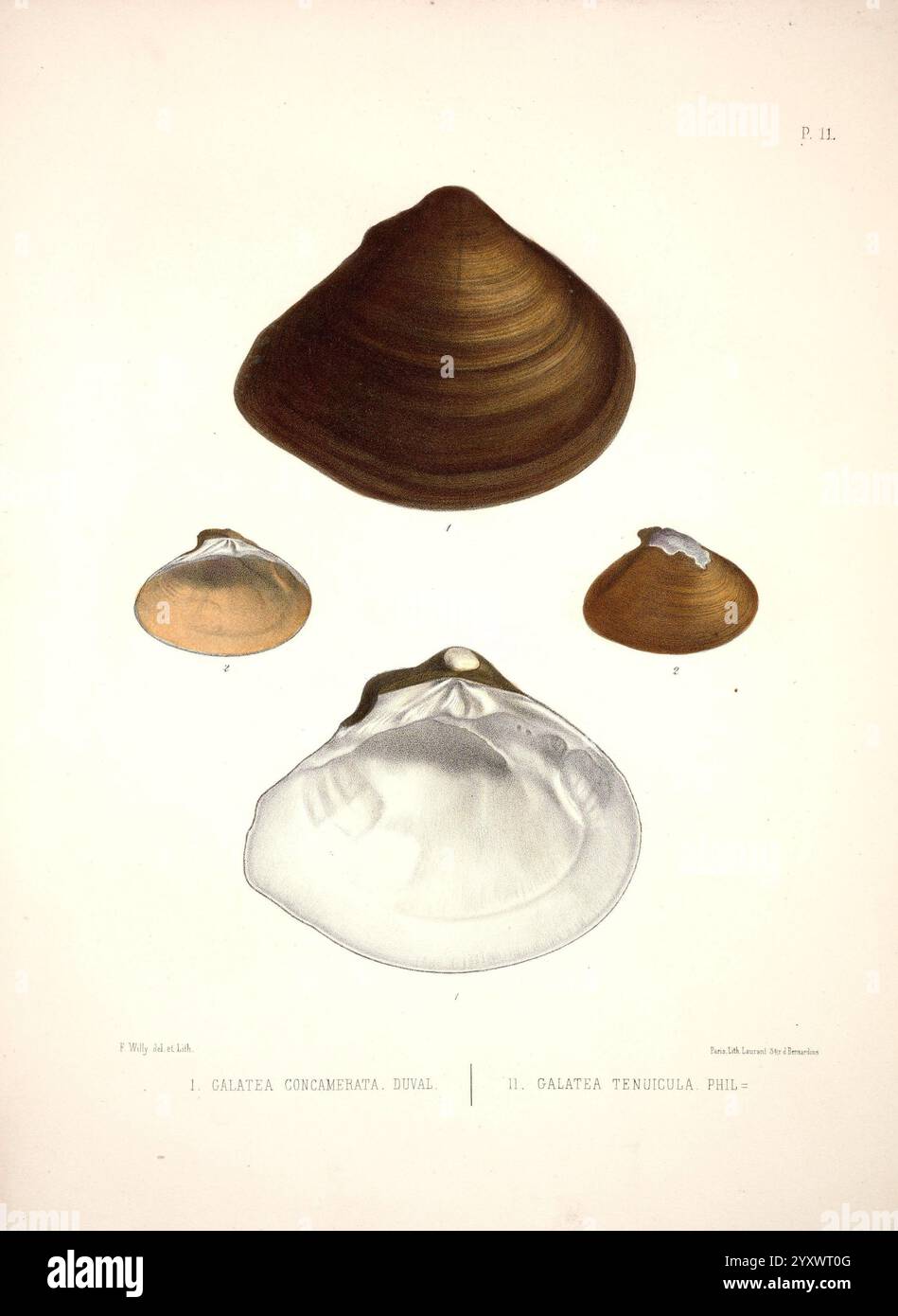 Larger shell features intricate texture hi-res stock photography and ...