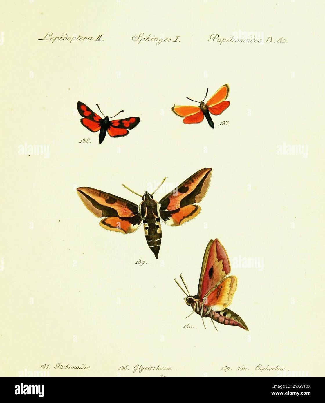 Hübner's, papilio, S.l, s.n, 1796-1841, lepidoptera, This illustration ...