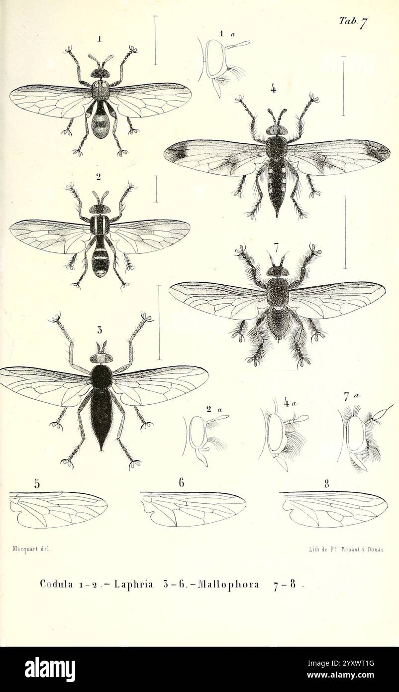 Diptères Exotiques Nouveaux Ou Peu Connus Paris Roret 1838-43 Diptera ...