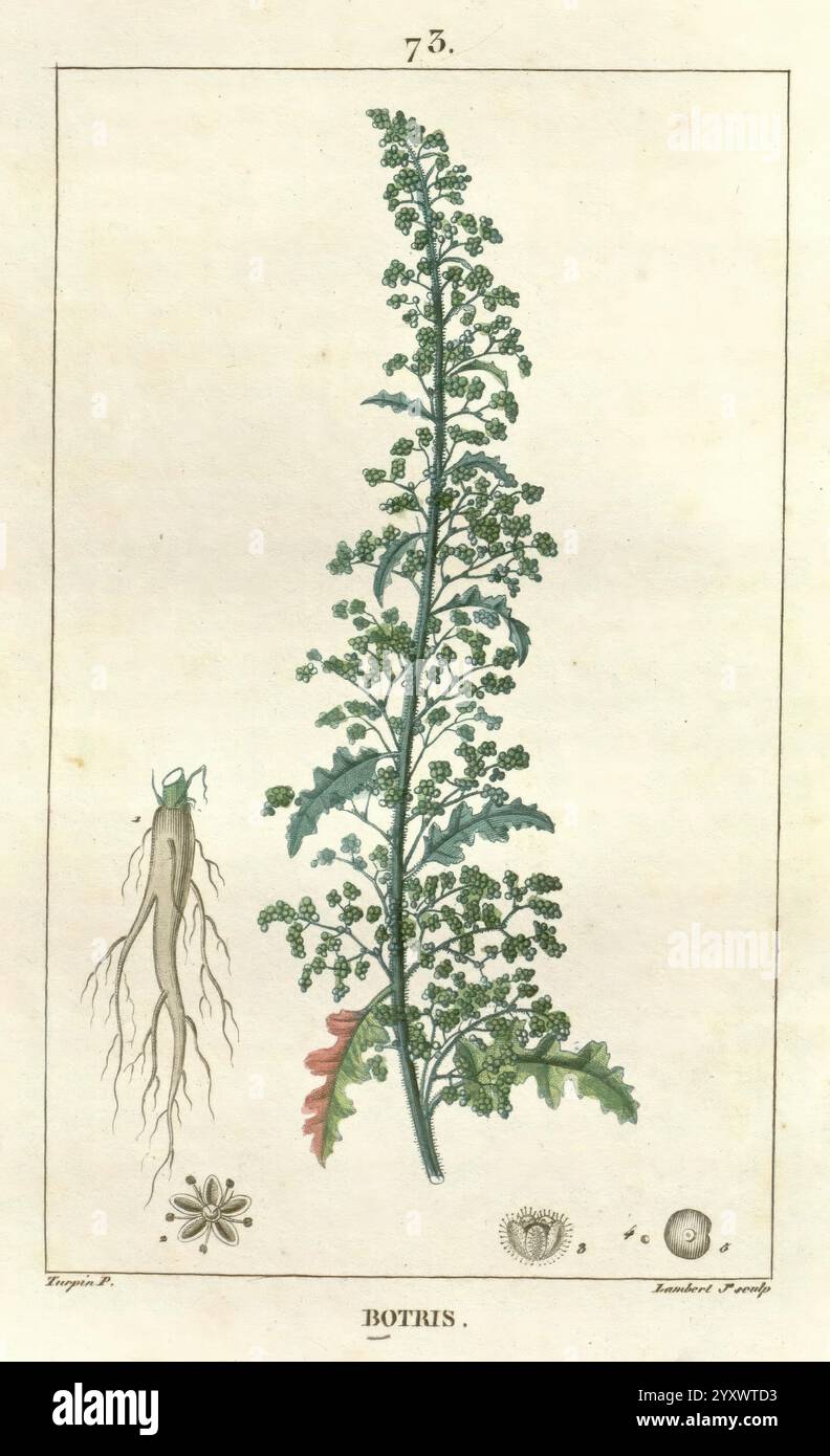 Stacci Botrus Flore médicale, Paris, Imprimerie de C.L.F. Panckoucke, 1828-1832, 1833 ...