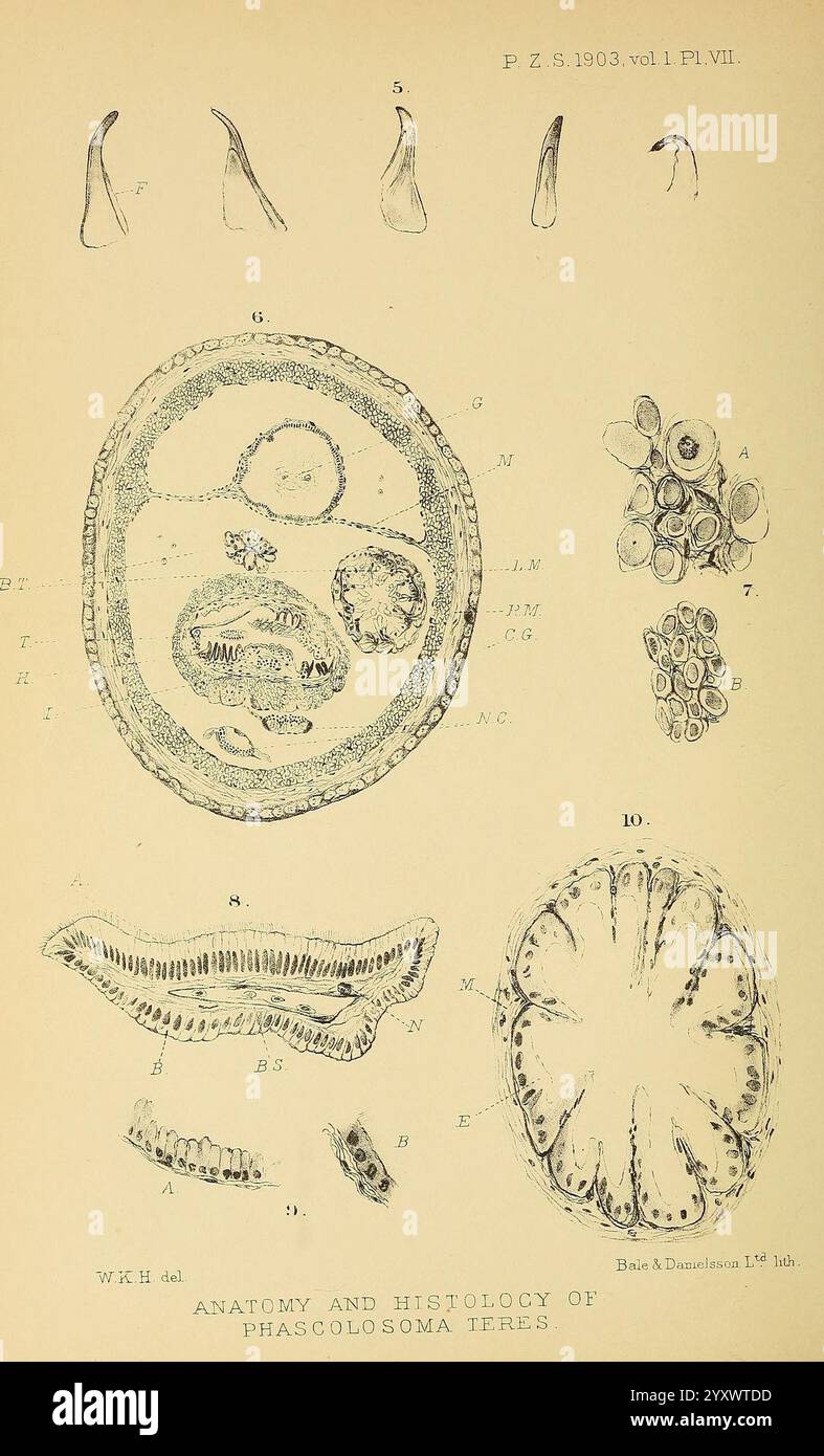 Proceedings of the Zoological Society of London, London, Academic Press periodicals, zoology, The illustration depicts various anatomical and histological structures of the organism Phascolosoma teres. It includes labeled diagrams showcasing cross-sectional views, individual cells, and detailed features of its morphology. Multiple reference letters correspond to specific components, highlighting aspects such as the digestive tract, reproductive organs, and other internal structures. This detailed representation serves as a scientific study to enhance the understanding of the species' biologica Stock Photo