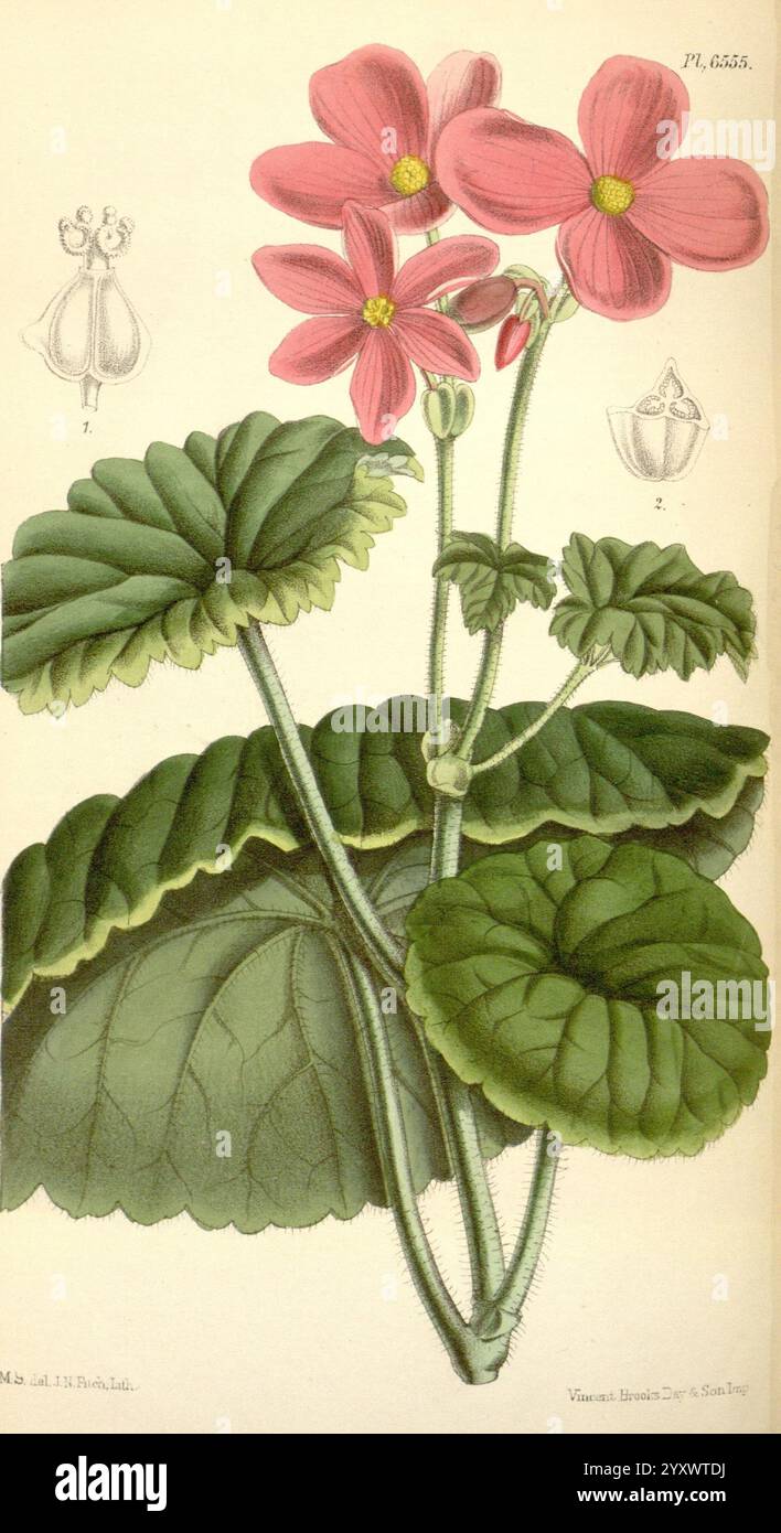 Science matilda smith begonia socotrana taxonomy hi-res stock ...