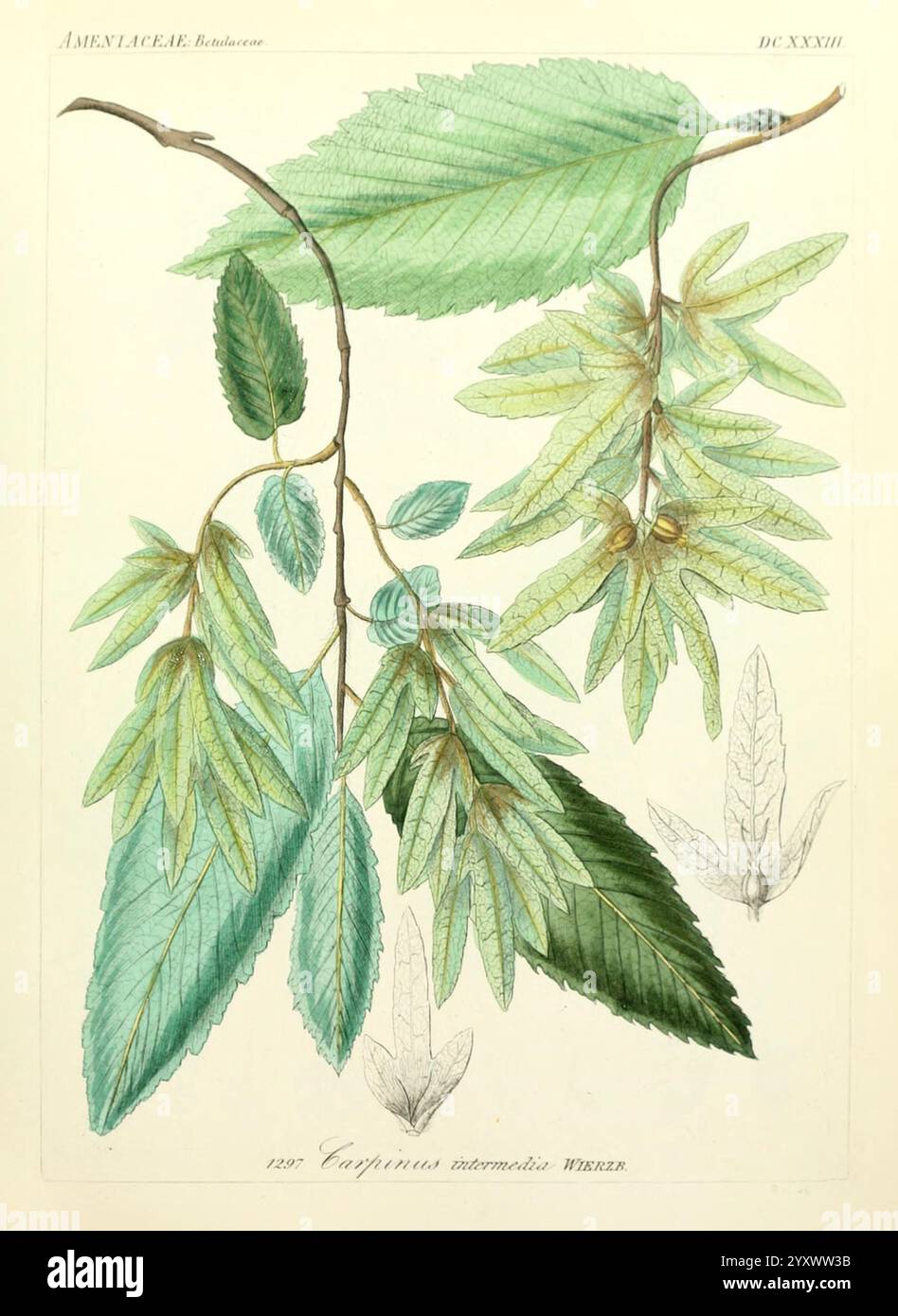 Icones florae Germanicae et Helveticae, simul Pedemontanae, Tirolensis ...