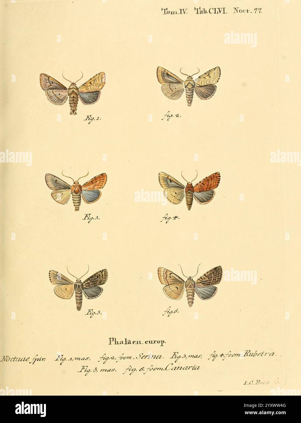 Labelled Moth Top row showcases three moths hi-res stock photography and images - Alamy