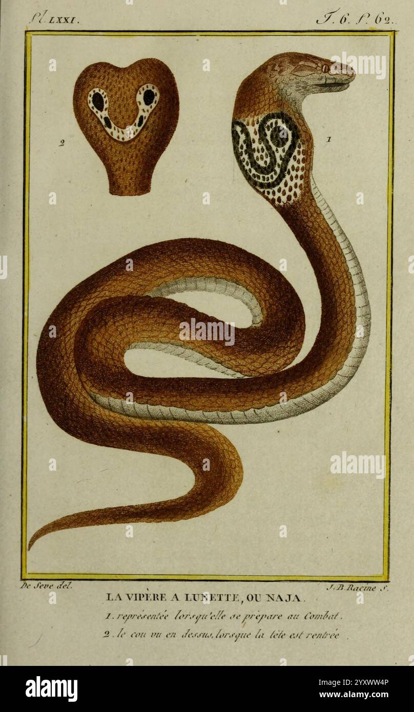 Lune snake hi-res stock photography and images - Alamy
