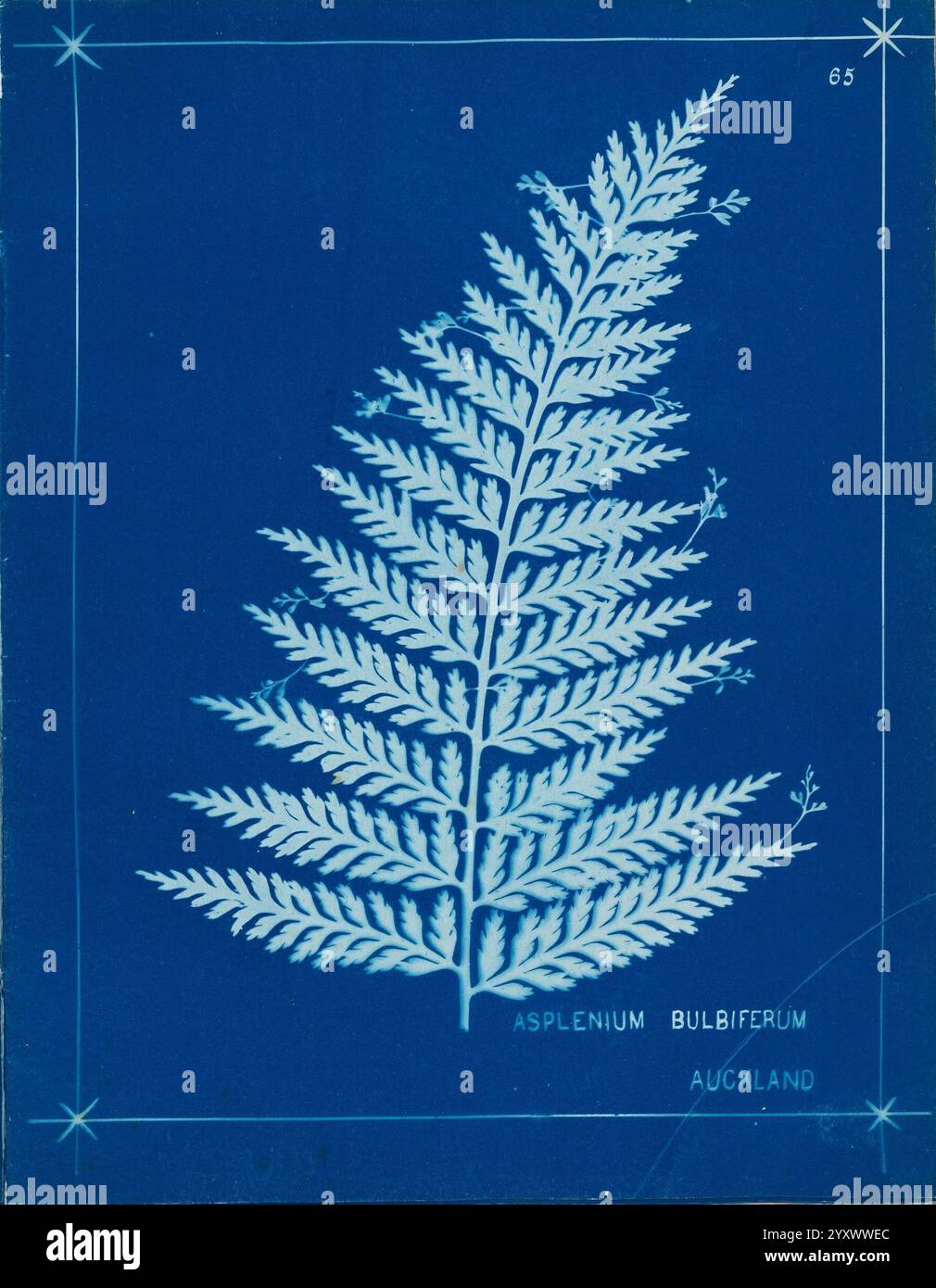 Sub leaf structures hi-res stock photography and images - Alamy