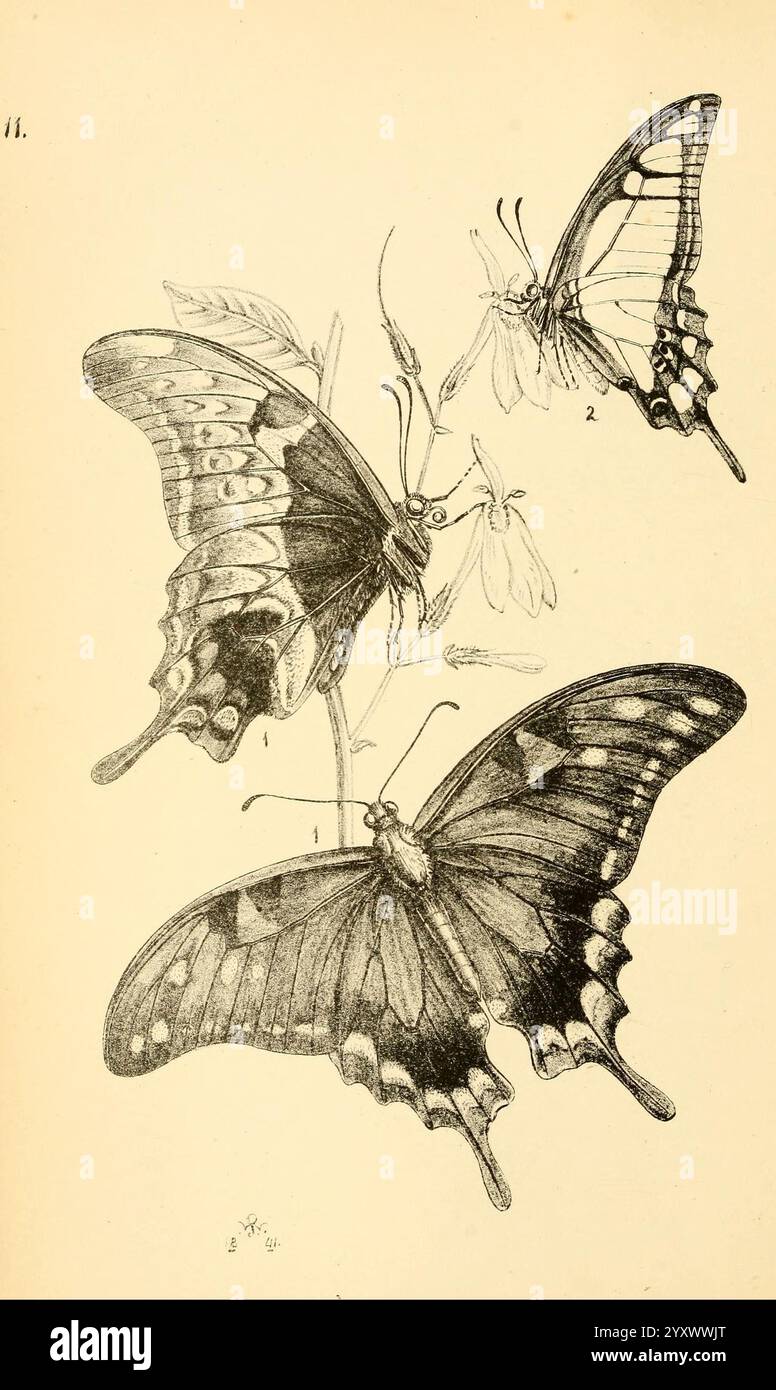 Arcana Entomologica, or Illustrations of New, Rare, and Interesting ...