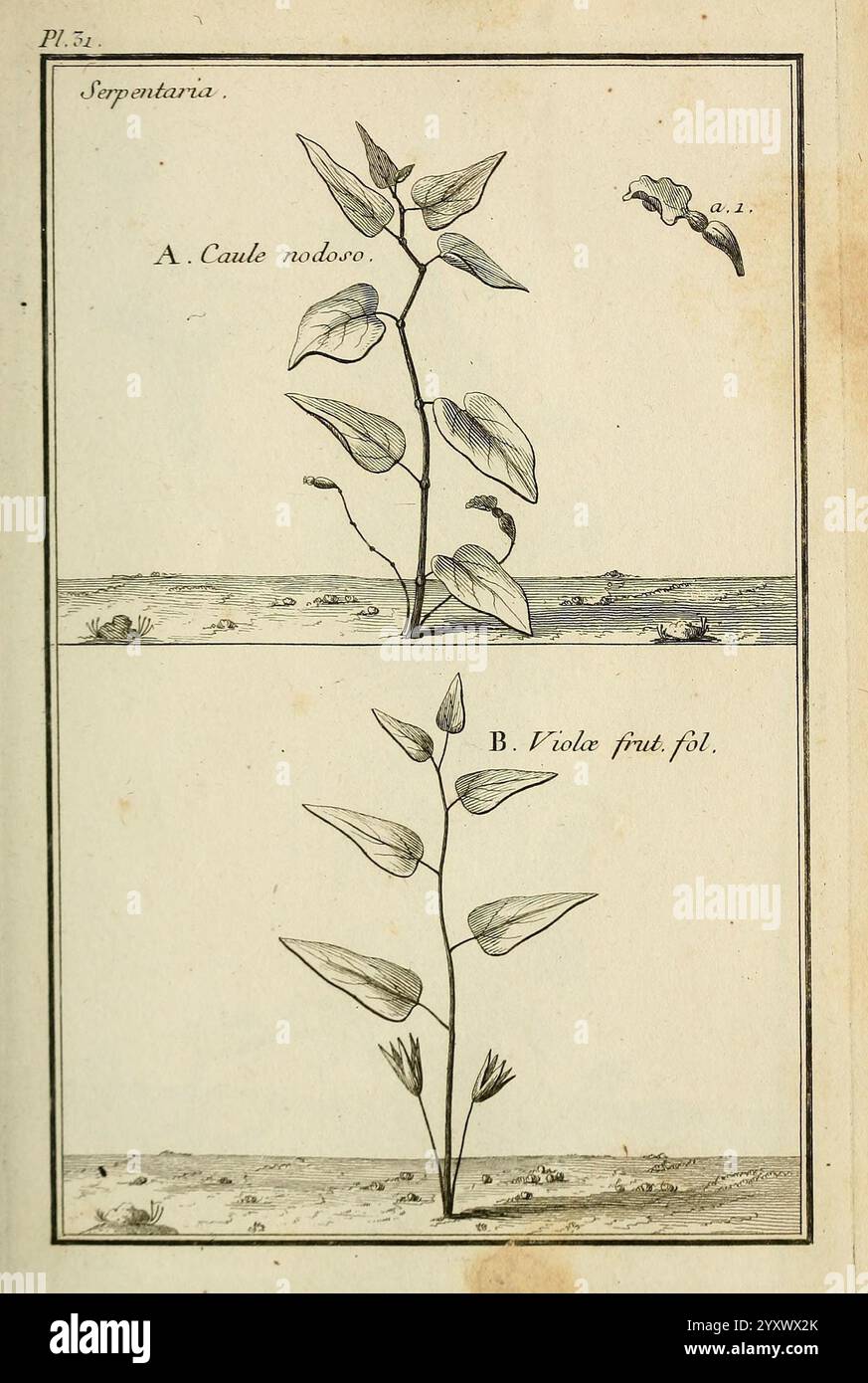 Labeled section features specific botanical features hi-res stock ...