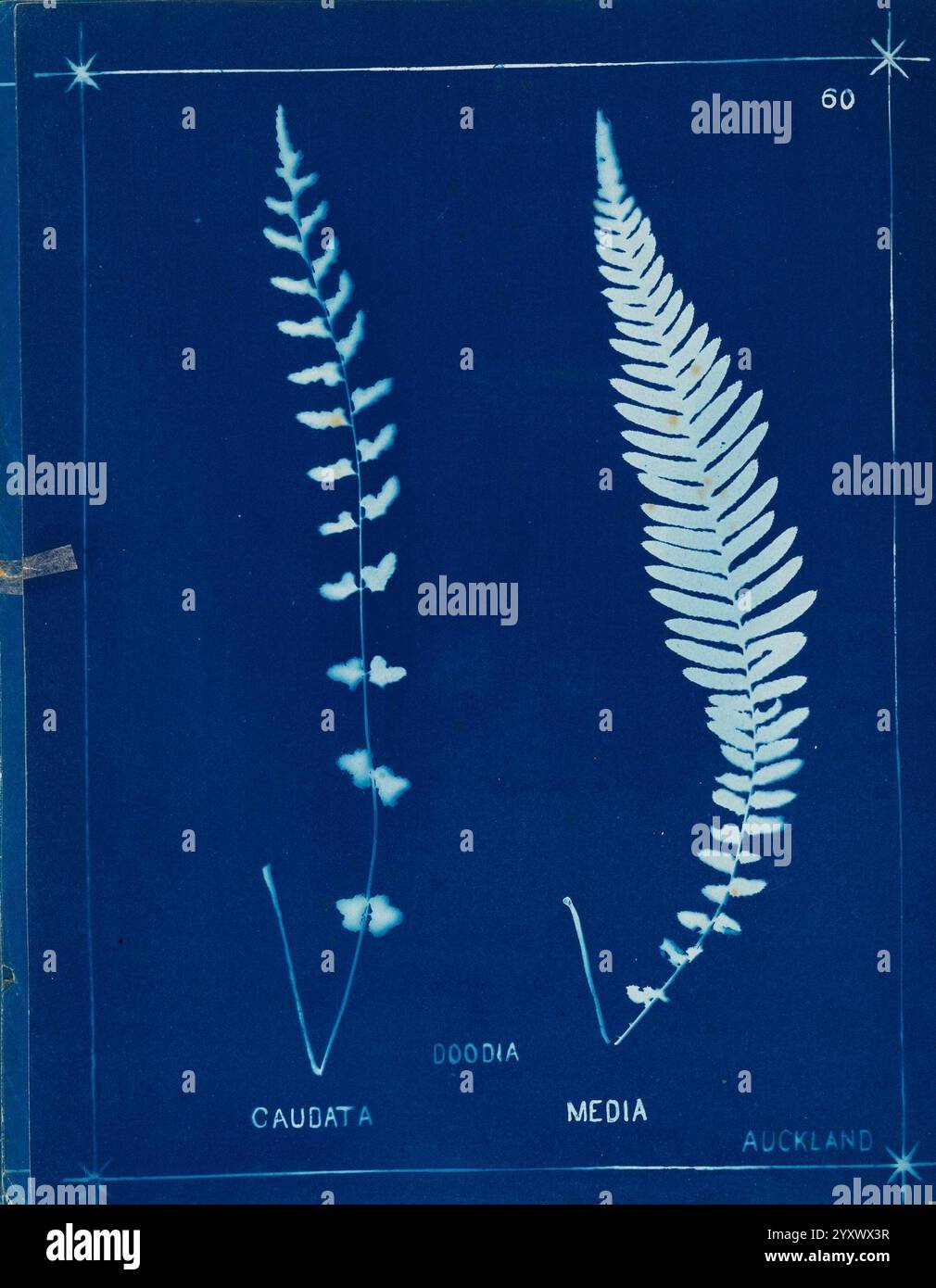 Ferns graceful silhouette hi-res stock photography and images - Alamy