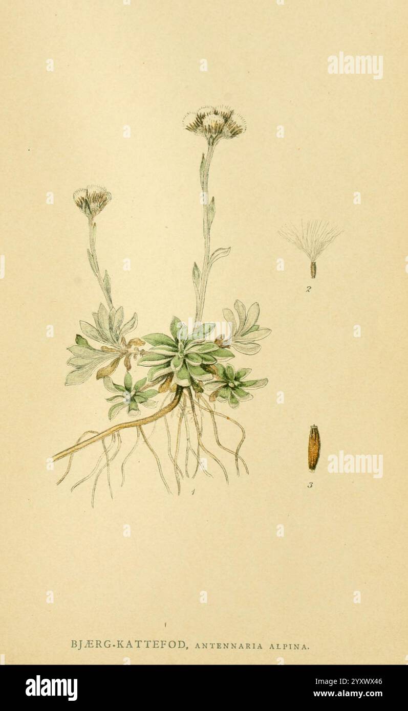 Plants base illustrates hi-res stock photography and images - Alamy