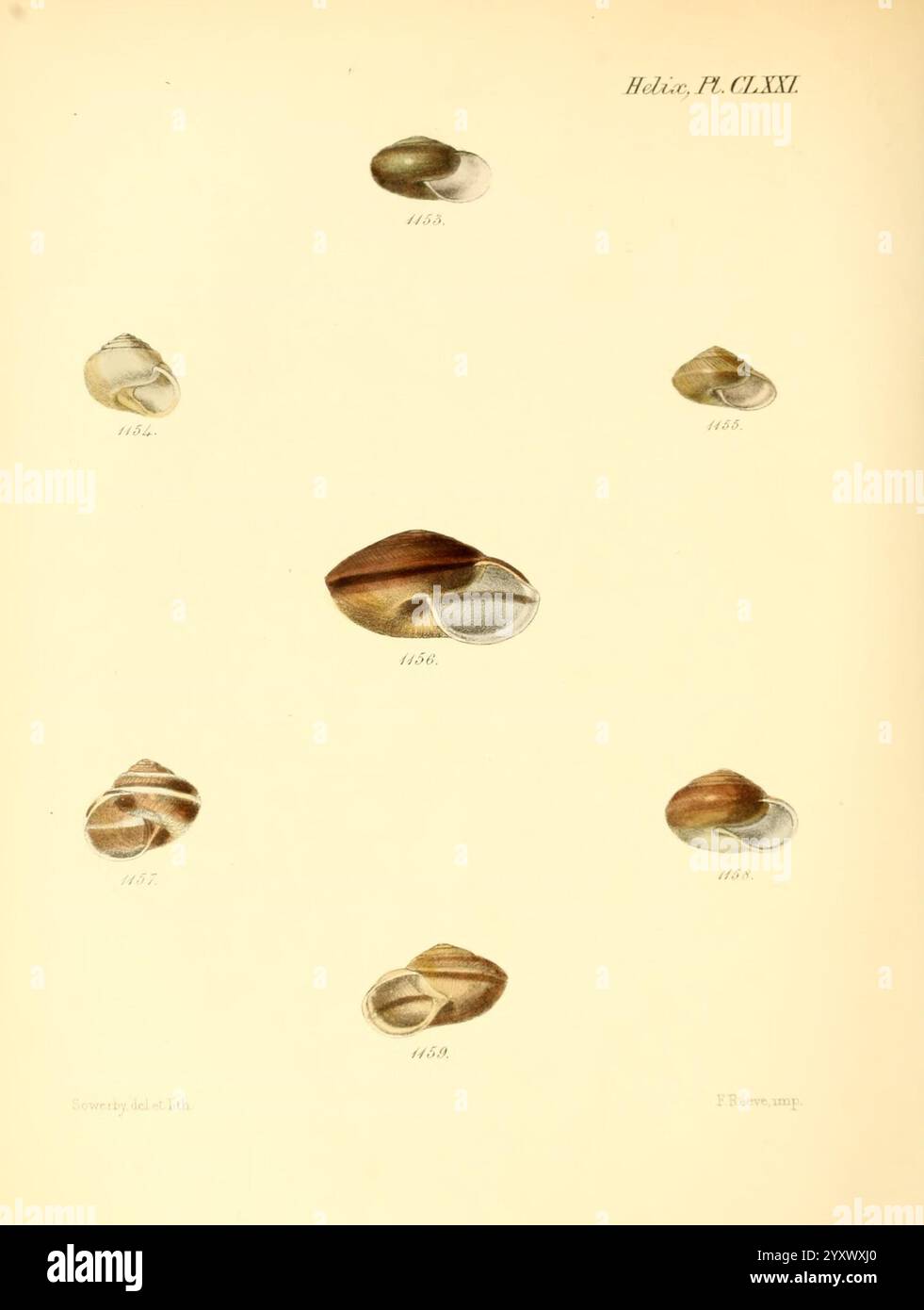 Conchologia Iconica, or Illustrations of the Shells of Molluscous ...