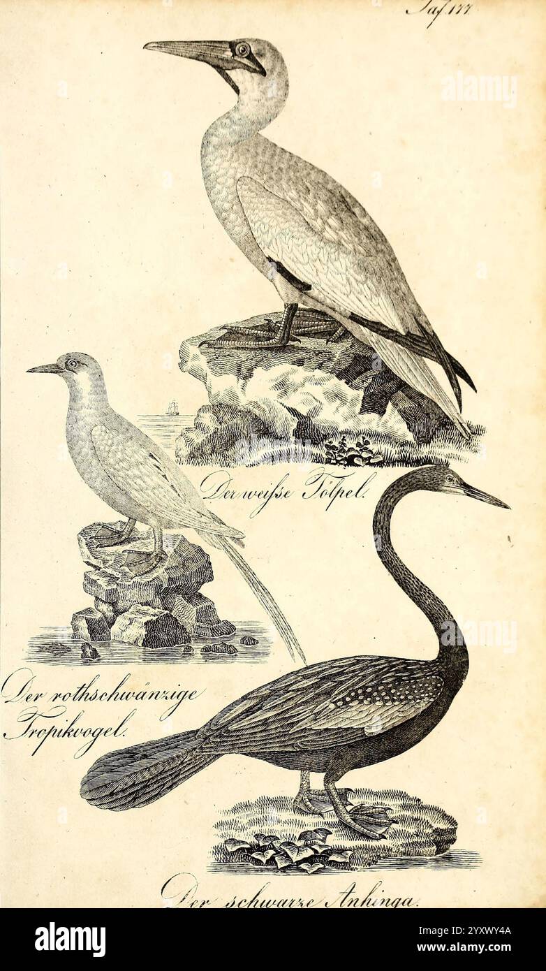 Most Streamlined Bird Detailed illustration showcases three distinct bird species hi-res ...