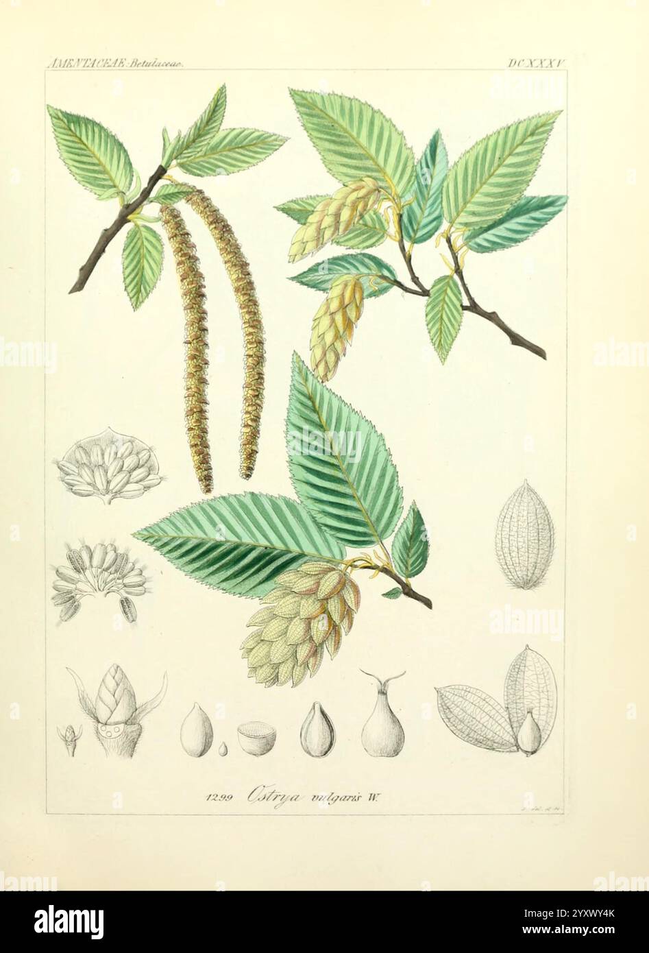 Icones florae Germanicae et Helveticae, simul Pedemontanae, Tirolensis ...