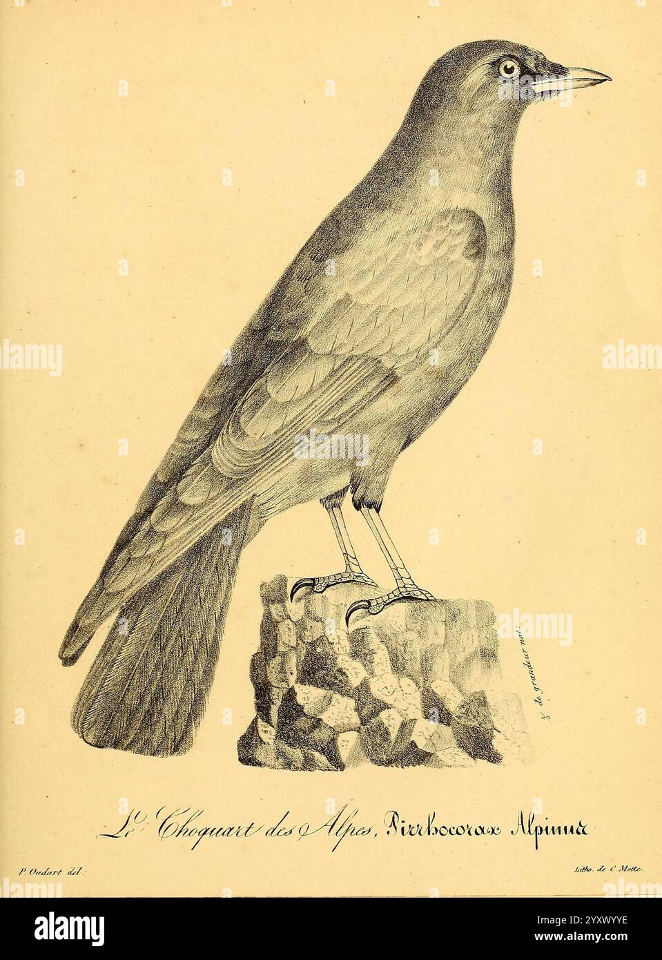 L'oiseau, le Vieux-Port et le charpentier