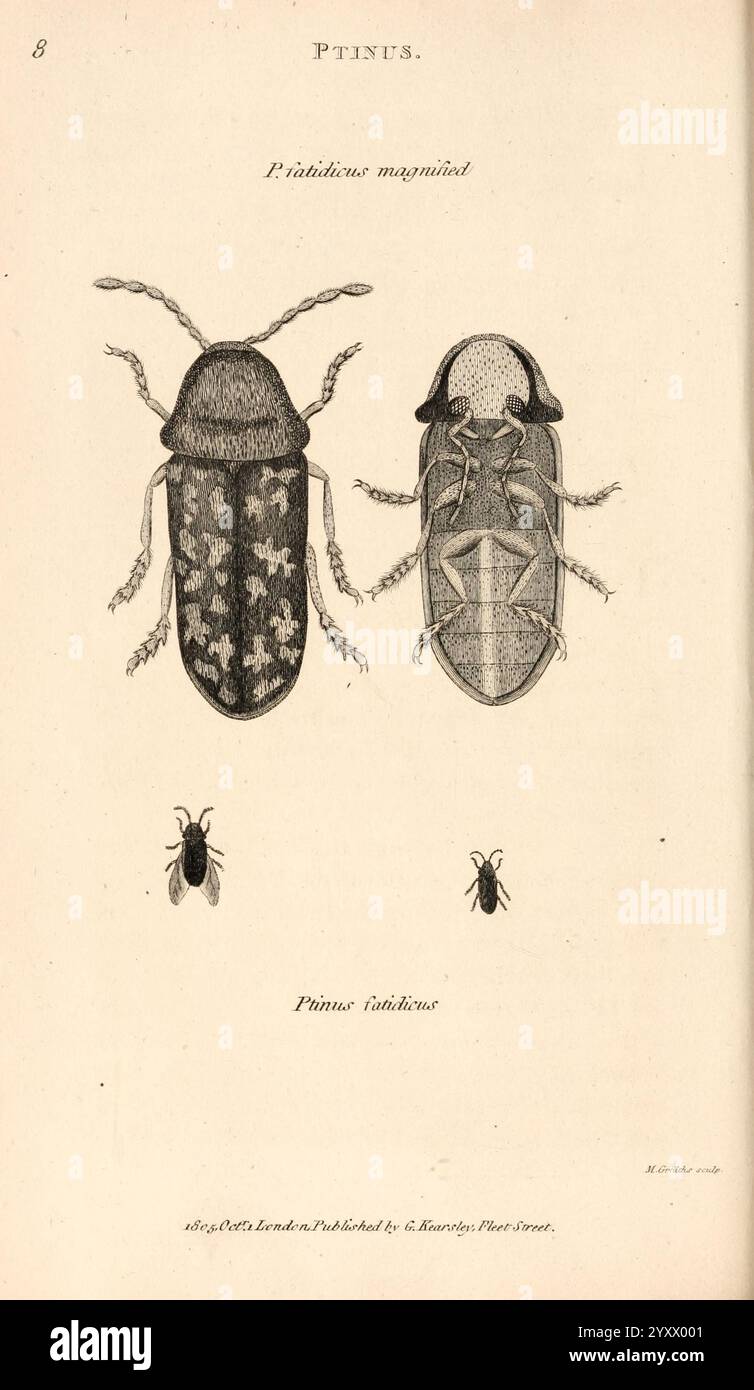 Rounded Insect Rounded beetle showcases hi-res stock photography and images - Alamy