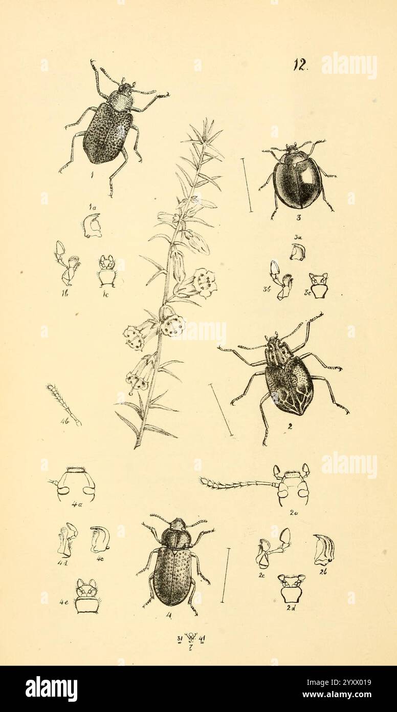 Arcana entomologica, or Illustrations of new, rare, and interesting ...