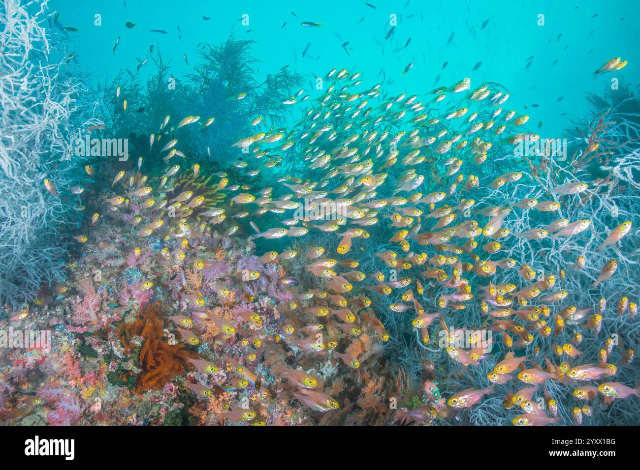 Black coral Anthipathes spp, Flower cardinalfish Apogon fleurieu, Golden sweeper Parapriacanthus ransonneti, Narrowlined cardinalfish Archamia fucata, Stock Photo