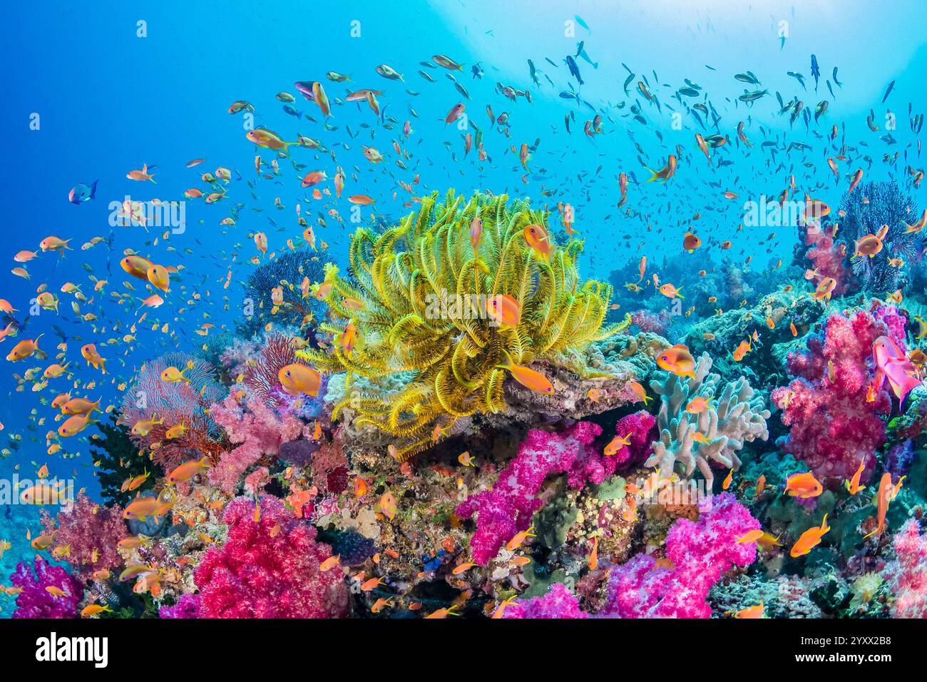 Reef Ridges Reef ridge hi-res stock photography and images - Alamy