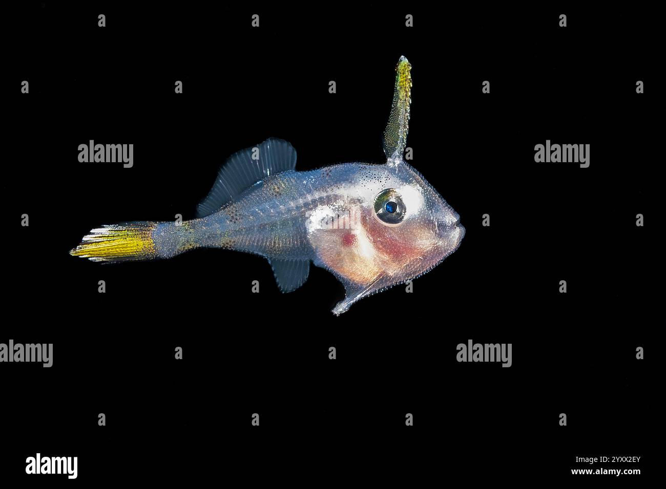 triggerfish, Balistoides sp., larva, Lembeh Strait, Sulawesi, Indonesia ...