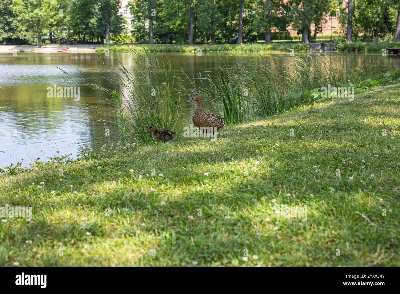 Duck and reeds hi-res stock photography and images - Alamy