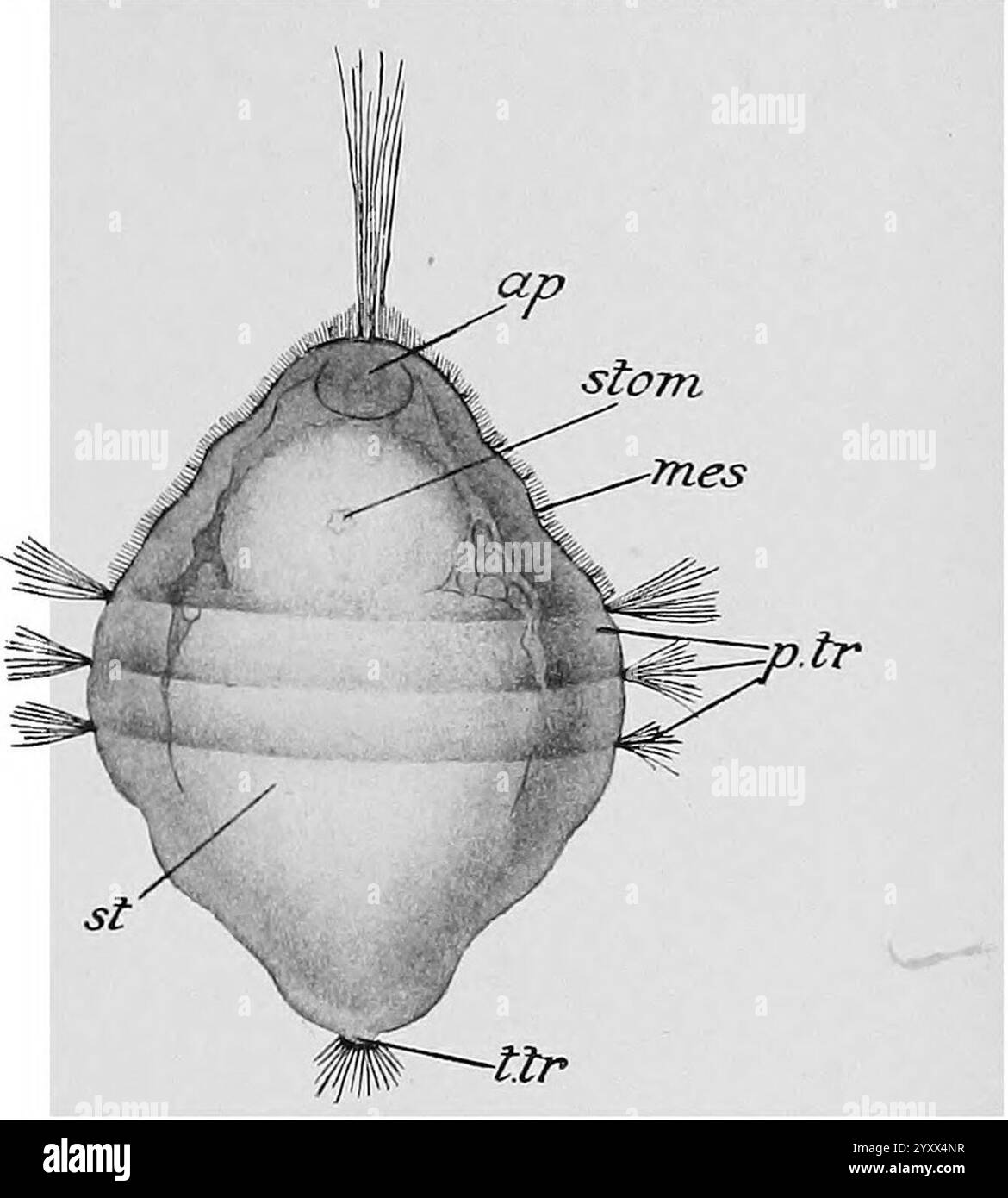 Dentalium trochophora. Stock Photo